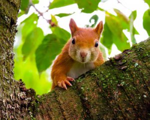 Белка с бешенством напала на двух человек
