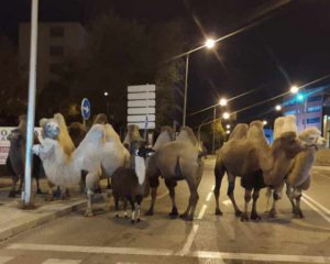 Вісім верблюдів та лама втекли з цирку