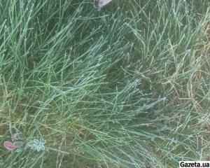 В Україну йде потепління: синоптики оновили прогноз