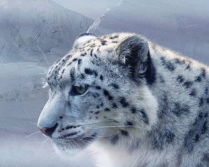 В одному із зоопарків США від Covid-19 загинули три снігових барса