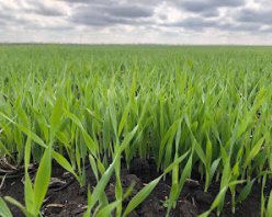 Кореневі гнилі - хвороби пшениці