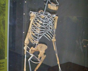 Знайшли перший скелет жінки-австралопітека