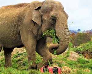Перший будинок для літніх слонів відкрили у Європі