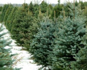 Новый год во Львове: точек продажи елок в этом году стало меньше