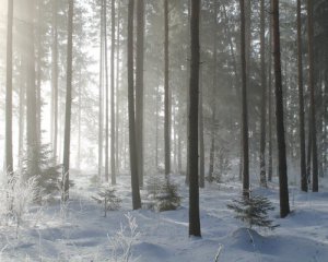 Народні прикмети 12 грудня. Яка погода буде в грудні та коли випаде сніг