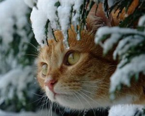 На українців чекають снігопади й похолодання