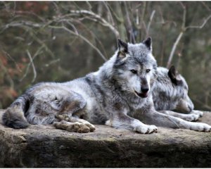 Французский зоопарк закрылся из-за побега стаи волков в рабочие часы