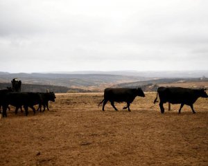 Министр Испании призвал население есть меньше мяса, чтобы уберечь планету