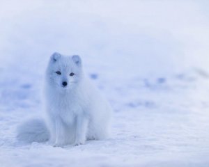 2022 буде холоднішим, ніж 2020 - прогноз WWF