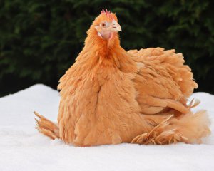 Як сьогодні захиститися від нечисті та яка прикмета вкаже на настання холоду