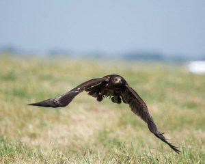 У Чорнобильській зоні виявили рідкісних птахів
