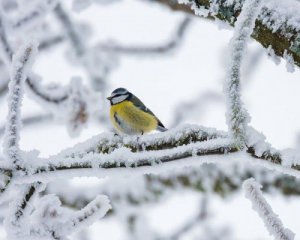 В Україну повертаються морозні опади: де чекати снігопадів