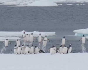 Українські полярники показали, як пінгвіни вистрибують на берег