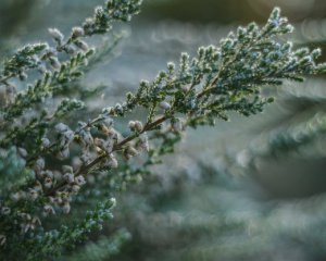 До кінця лютого морозу не буде - Укргідрометцентр