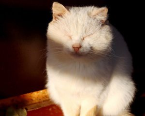 Захочеться пролісків: циклон несе в Україну погодний "мікс"