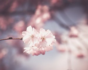 Весна підготувала погодні сюрпризи: народний синоптик здивував прогнозом