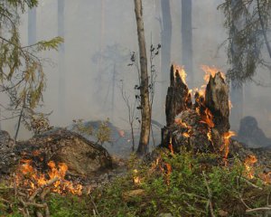 Повідомили обнадійливі новини з зони відчуження ЧАЕС