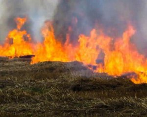 ВР просят ввести криминал за умышленный поджог сухостоя