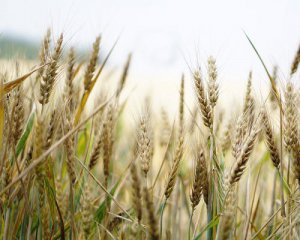 Урожай зерновых в Украине сократится на 20% - британская разведка