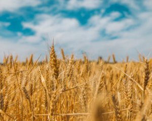 В РФ открестились от сообщений о вывозе зерна с захваченных территорий Украины