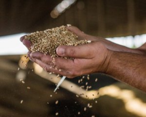 Россияне украли сотни тысяч тонн зерна на оккупированных территориях