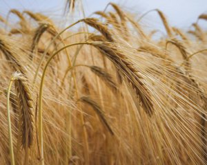 Россияне хотели продать украденное в Украине зерно в Египте - их отфутболили