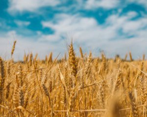 У світі залишилося зерна лише на 10 тижнів через війну в Україні - ООН