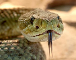 Что делать, если укусила змея – Минздрав