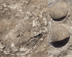 Археологи нашли уникальное яйцо динозавра