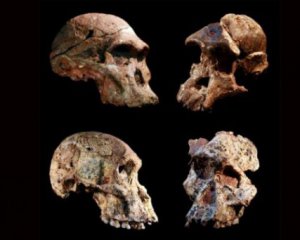 Ученые установили новый факт о предках людей