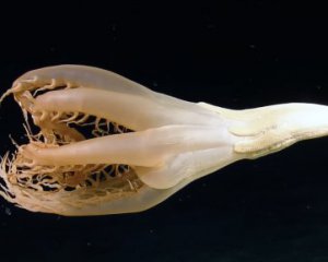 Ученые показали видео с необычным морским существом из Тихого океана