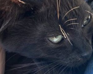 Врятований кіт з острова Зміїний отримав ім'я і нову домівку