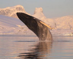 Погружаются на три км: ученые рассказали, какие рекорды ставят киты