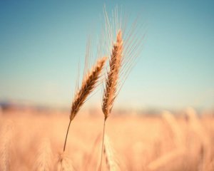 Украина предложила Ливану купить украденное Россией зерно