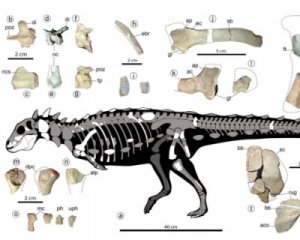 Археологи знайшли кістки маленького динозавра