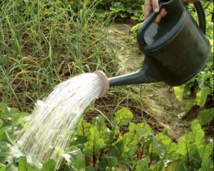 Растениеводство &quot;для чайников&quot;: как улучшить качество воды подручными средствами