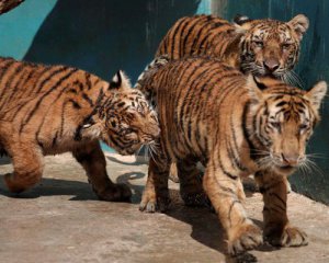 Полосатый дебют. На Киевщине показали троих родившихся тигрят, их мать пережила оккупацию