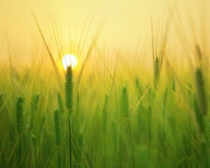 Спека та задуха перед похолоданням: оновили прогноз на завтра