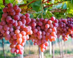 От каких болезней лечит виноград – ценные советы