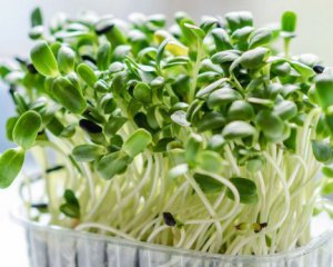 Микрозелень дома – пять шагов к полезному урожаю на подоконнике