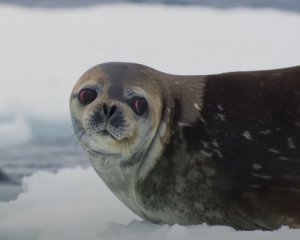 Хитрые убийцы - появилось уникальное видео охоты косаток на тюленя