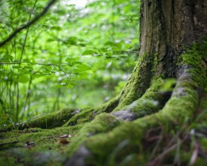 Набуло чинності рішення РНБО щодо лісів – що це означає
