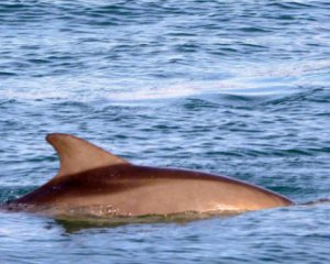 Через російські кораблі в Чорному морі вже загинули понад п&#039;ять тисяч дельфінів