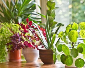 Як правильно доглядати за кімнатними рослинами взимку – корисні поради