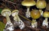 Як уберегтися від отруєння грибами ‒ поради медиків