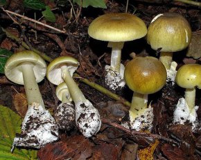 Как уберечься от отравления грибами – советы медиков