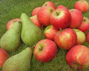 Як взимку зберігати яблука й груші ‒ корисні поради