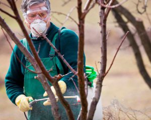 Щоб дерева взимку не хворіли ‒ як і чим обприскувати сад восени