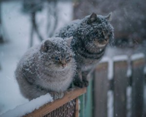 Гололед и сильный мокрый снег: прогноз погоды на 21 ноября