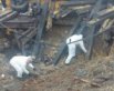 Поляков спросили, повлияет ли падение ракеты в Пшеводове на отношения с Украиной